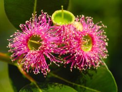 Myrtaceae Keluarga Tumbuhan Ajaib yang Kaya Manfaat untuk Manusia