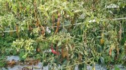 Stok Menipis dan Gagal Panen Sebabkan Harga Cabai Merah di Padang Melonjak