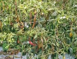 Stok Menipis dan Gagal Panen Sebabkan Harga Cabai Merah di Padang Melonjak