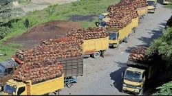 Harga TBS Sawit di Sijunjung Senin 27 Oktober 2025 Masih Stabil Rp 3.370 per Kilogram