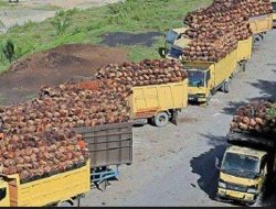 Harga TBS Sawit di Sijunjung Senin 27 Oktober 2025 Masih Stabil Rp 3.370 per Kilogram