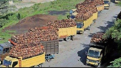 Harga TBS Sawit di Sijunjung Senin 27 Oktober 2025 Masih Stabil Rp 3.370 per Kilogram